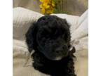 Poodle (Toy) Puppy for sale in Las Vegas, NV, USA