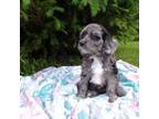 Cavapoo Puppy for sale in Phelps, NY, USA