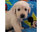 Golden Retriever Puppy for sale in London, KY, USA