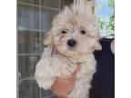 Poodle (Toy) Puppy for sale in Elk Grove, CA, USA