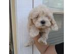 Poodle (Toy) Puppy for sale in Elk Grove, CA, USA
