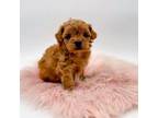 Cavalier King Charles Spaniel Puppy for sale in Evart, MI, USA