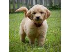 Golden Retriever Puppy for sale in Roanoke, VA, USA