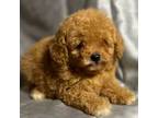 Poodle (Toy) Puppy for sale in Fresno, CA, USA