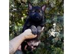 German Shepherd Dog Puppy for sale in Coarsegold, CA, USA