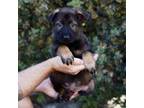 German Shepherd Dog Puppy for sale in Coarsegold, CA, USA