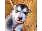 Native American Indian Dog Puppy for sale in Shaftsbury, VT, USA