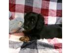 Dachshund Puppy for sale in South Paris, ME, USA