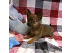 Chihuahua Puppy for sale in South Paris, ME, USA
