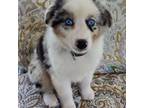 Miniature Australian Shepherd Puppy for sale in Rockwall, TX, USA