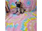 Pug Puppy for sale in Kansas City, MO, USA