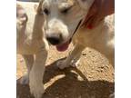 Australian Kelpie Puppy for sale in Douglas, AZ, USA