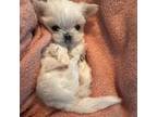 Maltese Puppy for sale in Gastonia, NC, USA