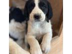 Mutt Puppy for sale in Oldtown, MD, USA