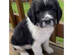 Saint Bernard Puppy for sale in Oldtown, MD, USA