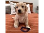 Goldendoodle Puppy for sale in Callaway, NE, USA