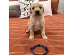 Goldendoodle Puppy for sale in Callaway, NE, USA