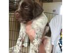 French Spaniel Puppy for sale in Warner Robins, GA, USA