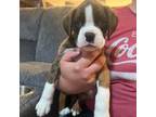Boxer Puppy for sale in Sunbury, OH, USA