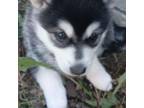 Alaskan Klee Kai Puppy for sale in Greenfield, IN, USA
