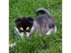 Alaskan Klee Kai Puppy for sale in Greenfield, IN, USA