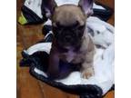 French Bulldog Puppy for sale in Pocahontas, AR, USA