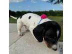Dachshund Puppy for sale in Bellville, TX, USA