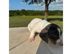 Dachshund Puppy for sale in Bellville, TX, USA