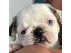 Pug Puppy for sale in Plattsburgh, NY, USA