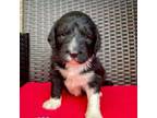 Mutt Puppy for sale in Lowell, AR, USA