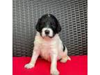 Mutt Puppy for sale in Lowell, AR, USA