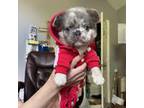 French Bulldog Puppy for sale in Missouri City, TX, USA