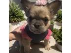 French Bulldog Puppy for sale in Missouri City, TX, USA
