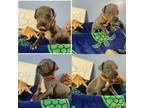 Great Dane Puppy for sale in Jonesboro, AR, USA