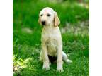 Labrador Retriever Puppy for sale in Milford, PA, USA