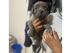 Cane Corso Puppy for sale in Bronx, NY, USA