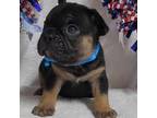 French Bulldog Puppy for sale in Vinita, OK, USA