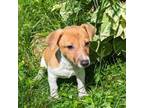 Parson Russell Terrier Puppy for sale in Sandown, NH, USA