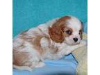 Cavalier King Charles Spaniel Puppy for sale in Alma, NE, USA