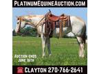 Palomino Overo, Broke and Safe, Ranch or Trail Horse! Go to