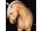 ASTUTO VINYET** 2018 Imported stunning golden dappled palomino PRE Andalusian
