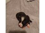 Pembroke Welsh Corgi Puppy for sale in Bear Creek, WI, USA