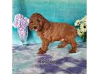 Goldendoodle Puppy for sale in Quincy, MI, USA