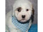 Coton de Tulear Puppy for sale in Lyons, NE, USA