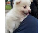 Mutt Puppy for sale in Seagoville, TX, USA