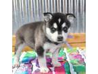 Alaskan Klee Kai Puppy for sale in Bloomfield, IA, USA