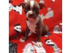 Boston Terrier Puppy for sale in Buffalo, NY, USA