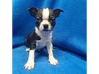 Boston Terrier Puppy for sale in Buffalo, NY, USA