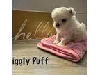 Maltese Puppy for sale in Gastonia, NC, USA