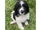 Saint Berdoodle Puppy for sale in Oldtown, MD, USA